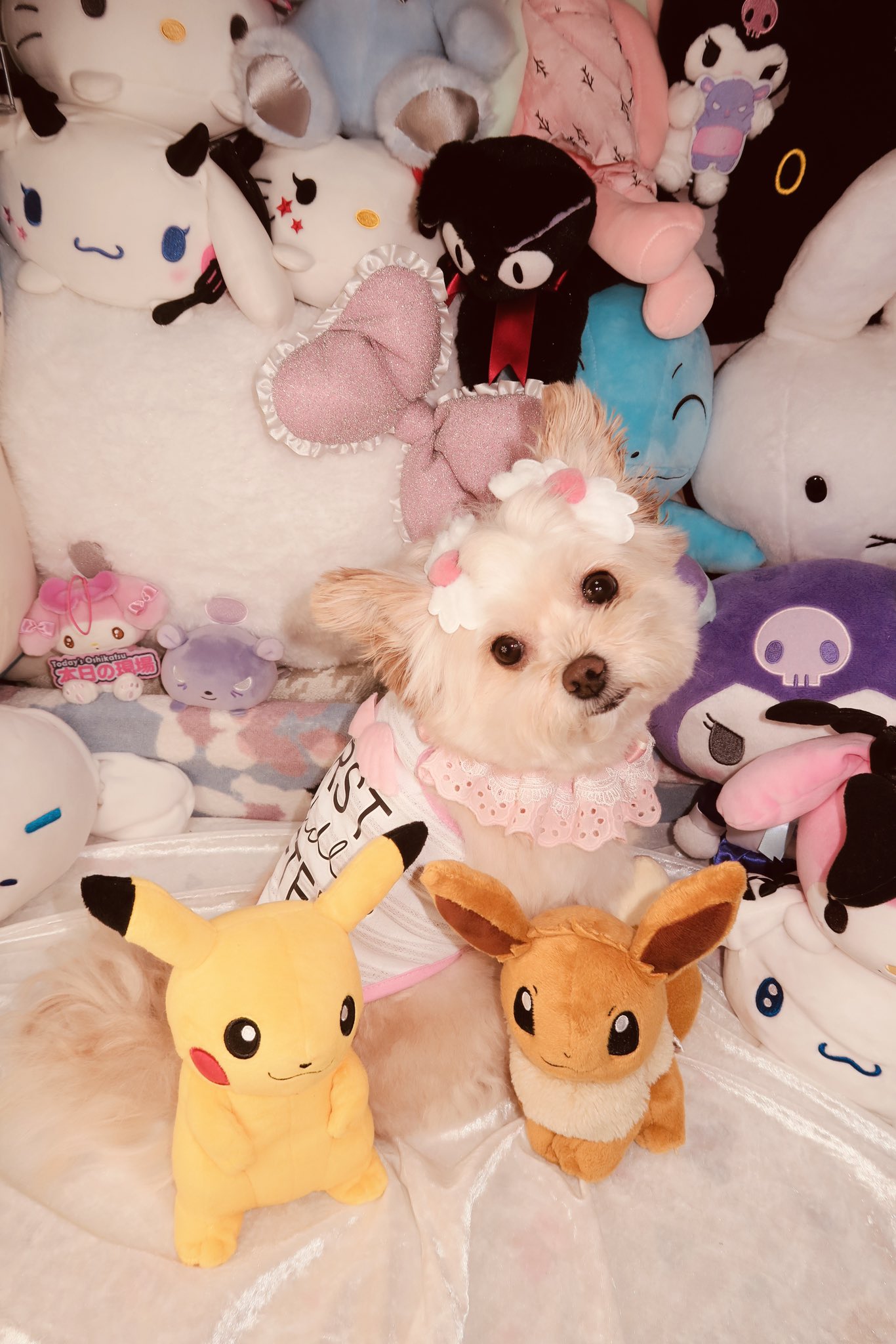 💖〜ゆき坊〜💖〜のんびり🌸ゆっくりと・・・🍀〜動物画(ワン