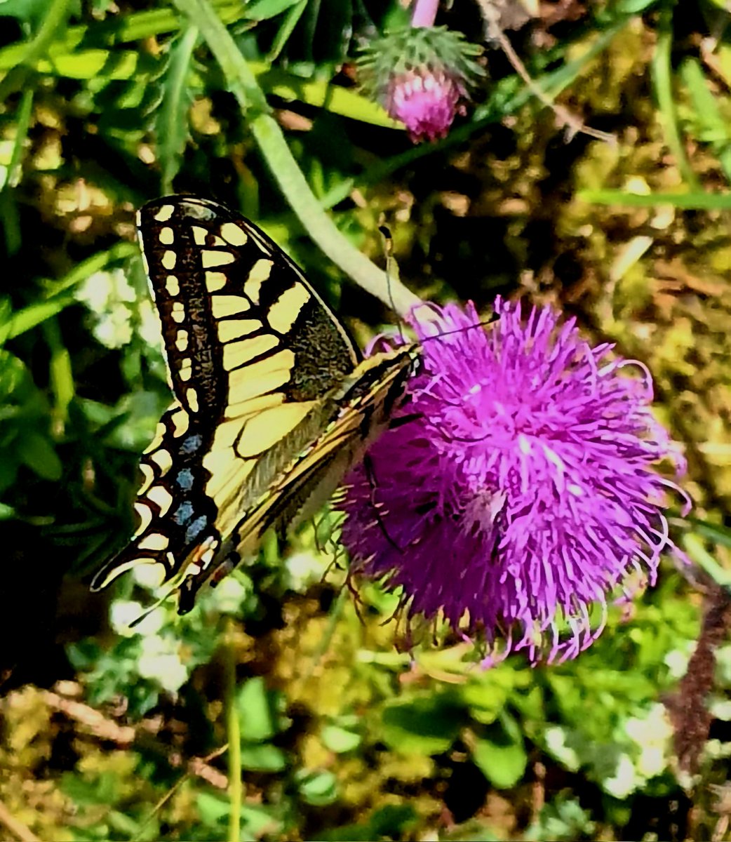 <a href="/Throjaphoto/">Thomas Roja 📸🙏❣️</a> #InsectyThursday...heut ein Schwalbenschwanz sehe ich bei uns nicht oft...hab einen erfreulichen restlichen  Donnerstag lieber Thomas...
