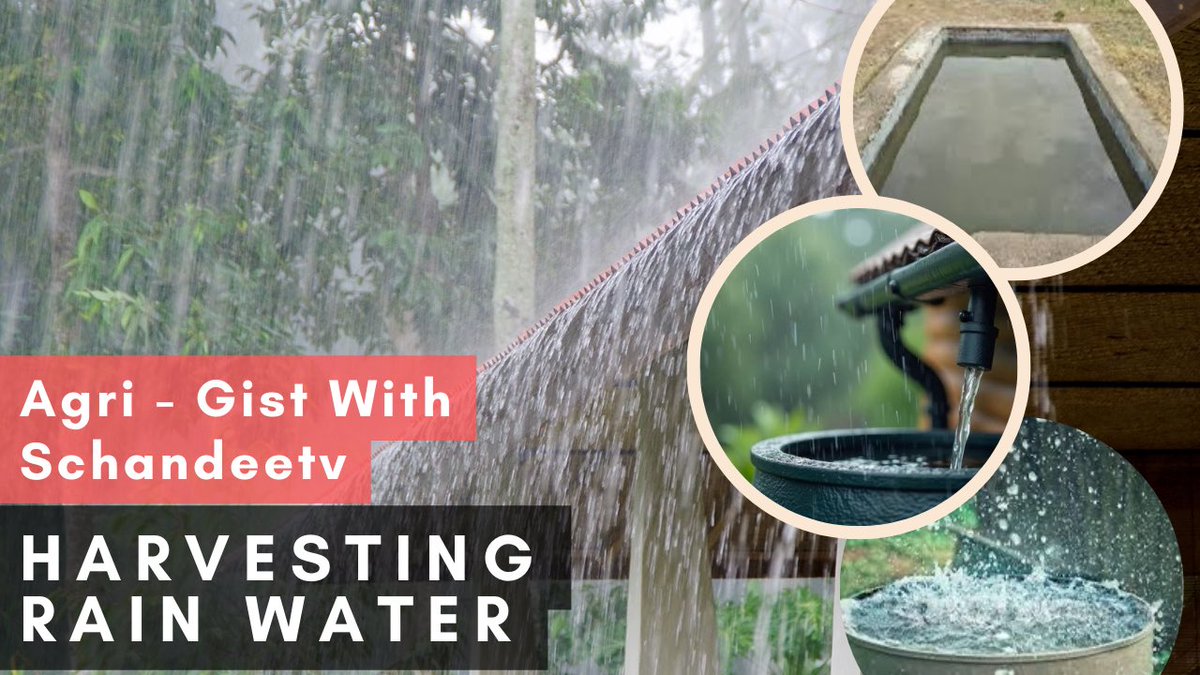 SchandeeTv's tweet photo. 🌱✨ Thursday Agric Gist with Schandee Tv ✨🌱

This week, let’s talk about something every farmer should take seriously — water harvesting. 💧

Many farmers wait for the rains before planting, but with the unpredictable weather these days, depending only on rainfall can be risky https://t.co/bfNC8tJYQi