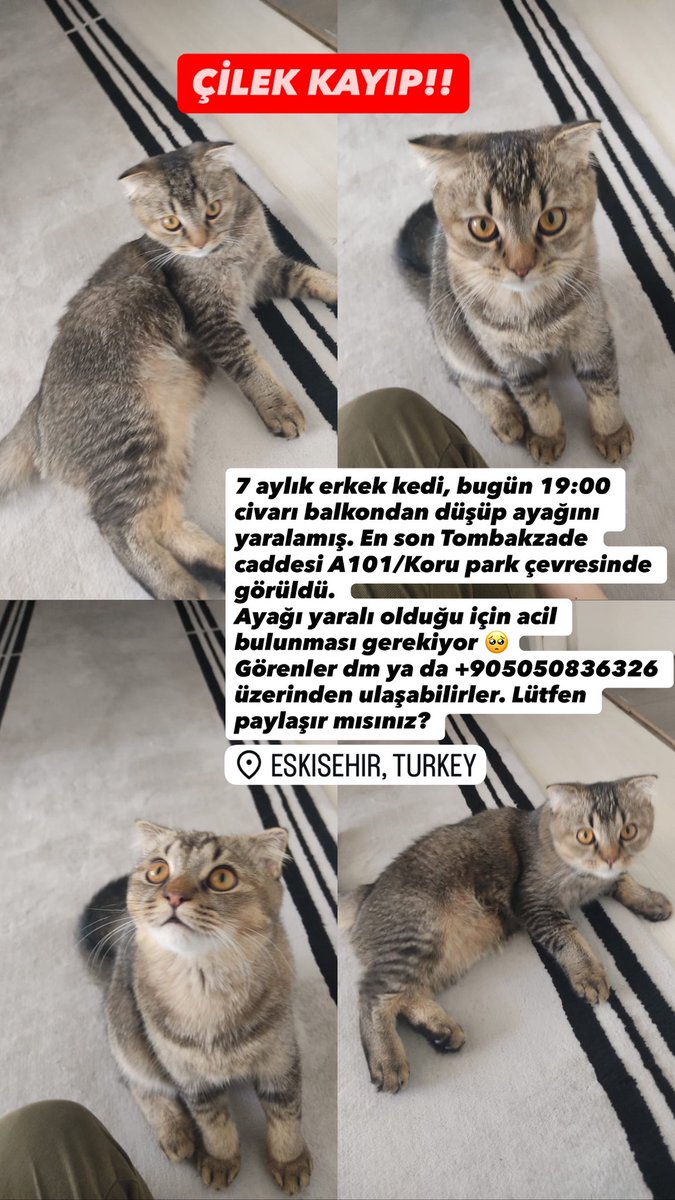 madamellima's tweet photo. Çilek kayıp ve ayağı yaralı!
Dün 19:00 civarı balkondan düştükten sonra Eskişehir Tombakzade caddesi A101/koru park çevresinde görüldü. Birinin almış olabileceğini düşünüyoruz lütfen paylaşarak bizi Çilek’e ulaştırır mısınız? 
İletişim: 05050836326

#kedi #kayipkedi #kayip https://t.co/6yZxxKvxwy