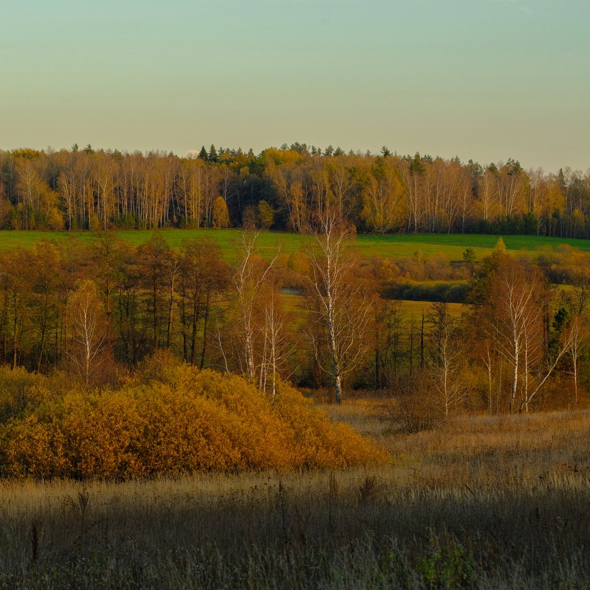 как же я скучаю по Шонихе