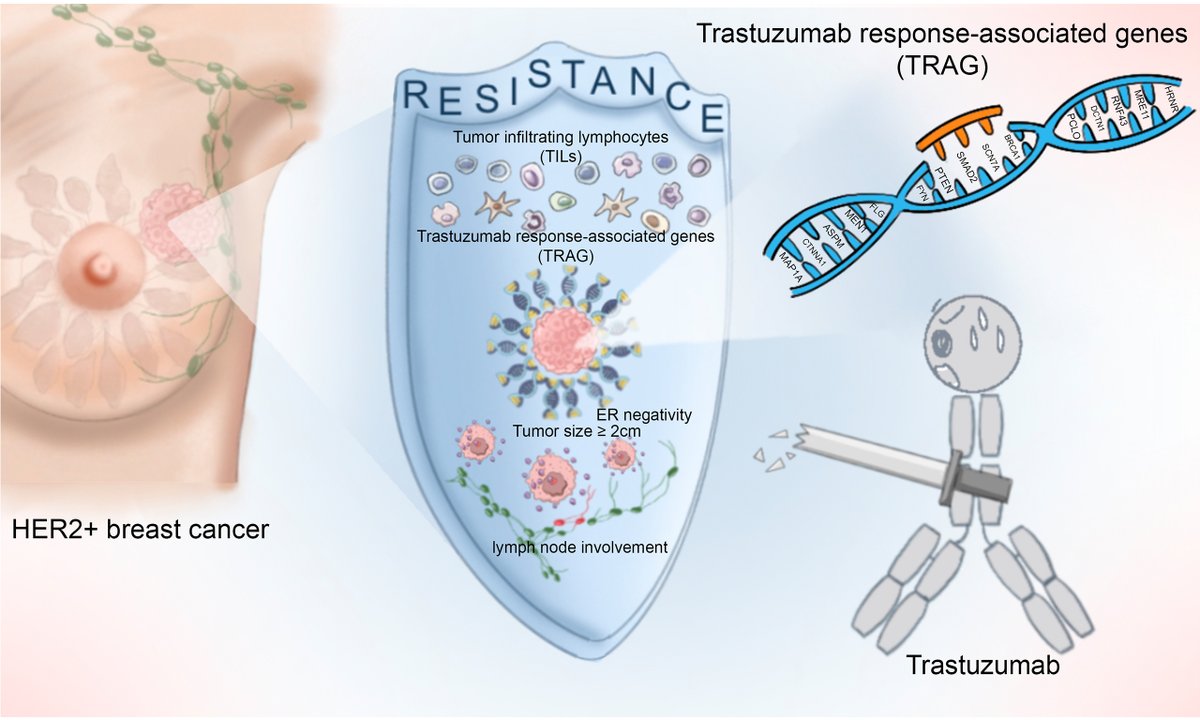 cdrjournal's tweet image. 📢 Newly Published Research in #Cancer #DrugResistance

This study develops an integrated #PrognosticModel combining #TRAG signature, #TILs, and clinical features to guide personalized adjuvant #therapy.

Read and download for free: f.oaes.cc/xmlpdf/publish…