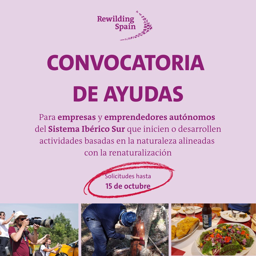 📢 Lanzamos línea de ayudas directas a iniciativas de empresas y autónomos alineados con la renaturalización en el Sistema Ibérico Sur

💰 Hasta 5.000€ de financiación por proyecto

🗓️ Solicitudes hasta el 15 de octubre

➡️Más info y bases convocatoria 
rewilding-spain.com/noticias/convo…