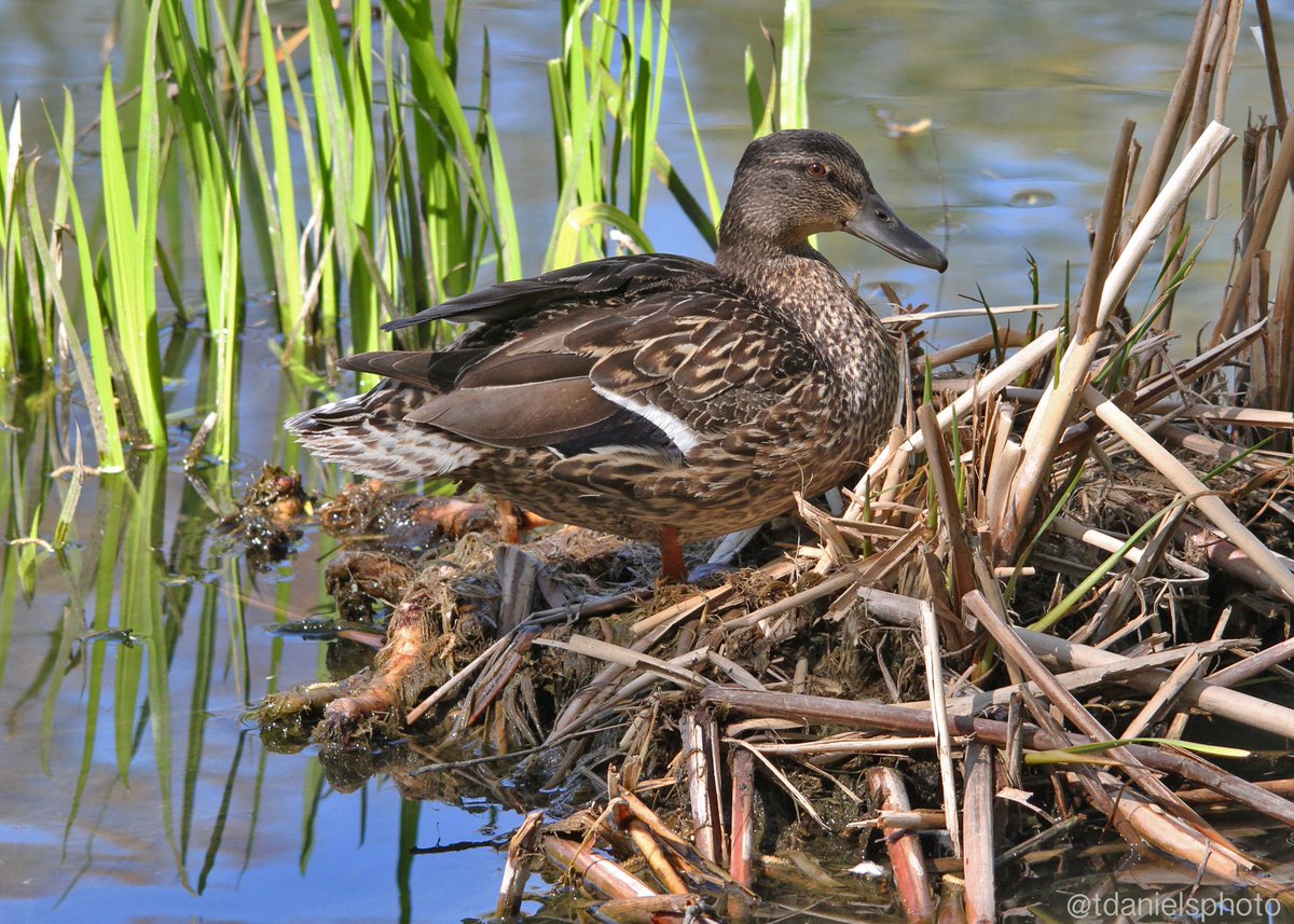 Terry Hlywka tweet media