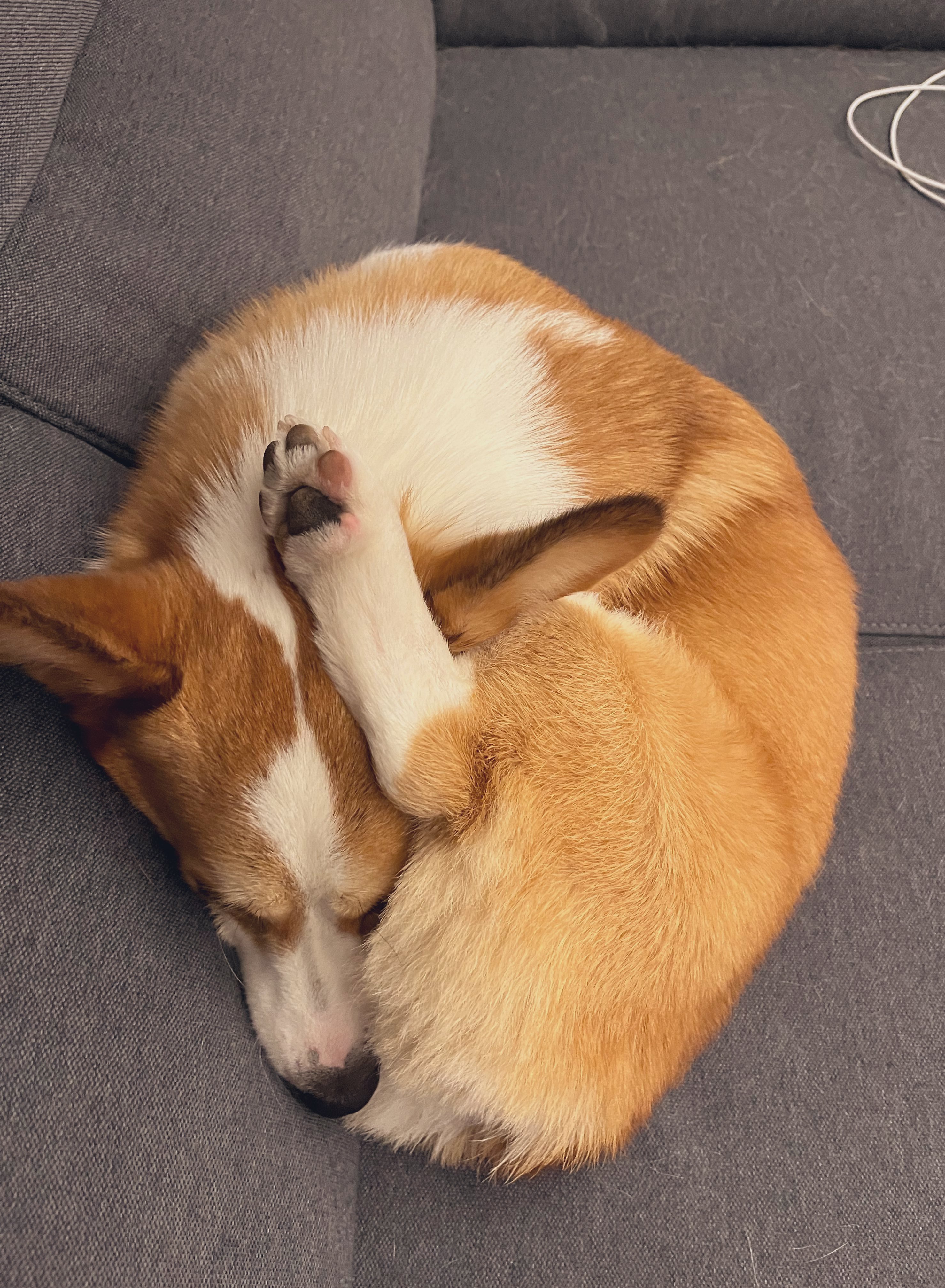 コーギーのゆきち📯 on X: 