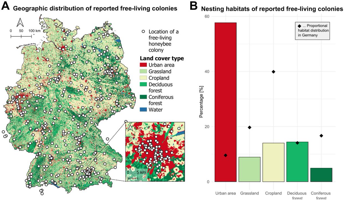 A curious finding about wild-living #honeybee colonies in Germany. Only 12% survived annually. That's below replacement value (which would be expected to be about 33%). doi.org/10.1002/ece3.7…