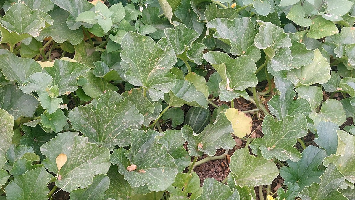 گوگولیه!نیست؟!😊