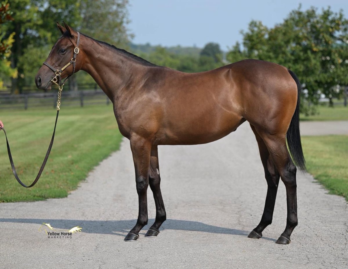 Boomer Bloodstock (@craigrounsefell) on Twitter photo Hip 750 - Bolt d'Oro x Honey's Sox Appeal (Filly)
Excited to secure this filly with <a href="/dan_blacker/">Dan Blacker Racing</a> late in the day from Book 2 at <a href="/keenelandsales/">Keeneland Sales</a> from <a href="/legacybloodstoc/">Legacy Bloodstock</a>. She’s out of a multiple Stakes-winning mare and was exceptional value at $90k! Hip 750 - Bolt d'Oro x Honey's Sox Appeal (Filly)
Excited to secure this filly with <a href="/dan_blacker/">Dan Blacker Racing</a> late in the day from Book 2 at <a href="/keenelandsales/">Keeneland Sales</a> from <a href="/legacybloodstoc/">Legacy Bloodstock</a>. She’s out of a multiple Stakes-winning mare and was exceptional value at $90k!