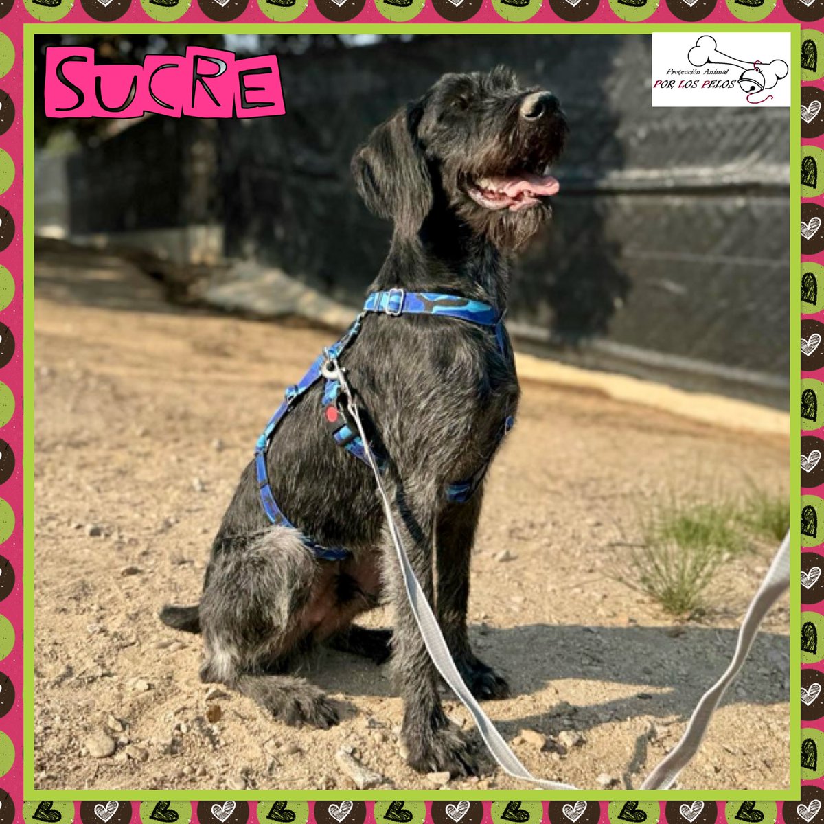 🐶SUCRE🐶 #drathaar 1,5añitos. Esta preciosidad apareció vagando solito por un pueblo de Madrid. Busca #acogida #adopcion urgente. Muy activo y cariñoso, no apto con gatos. 👉 protectoraporlospelos.org/ficha-2197