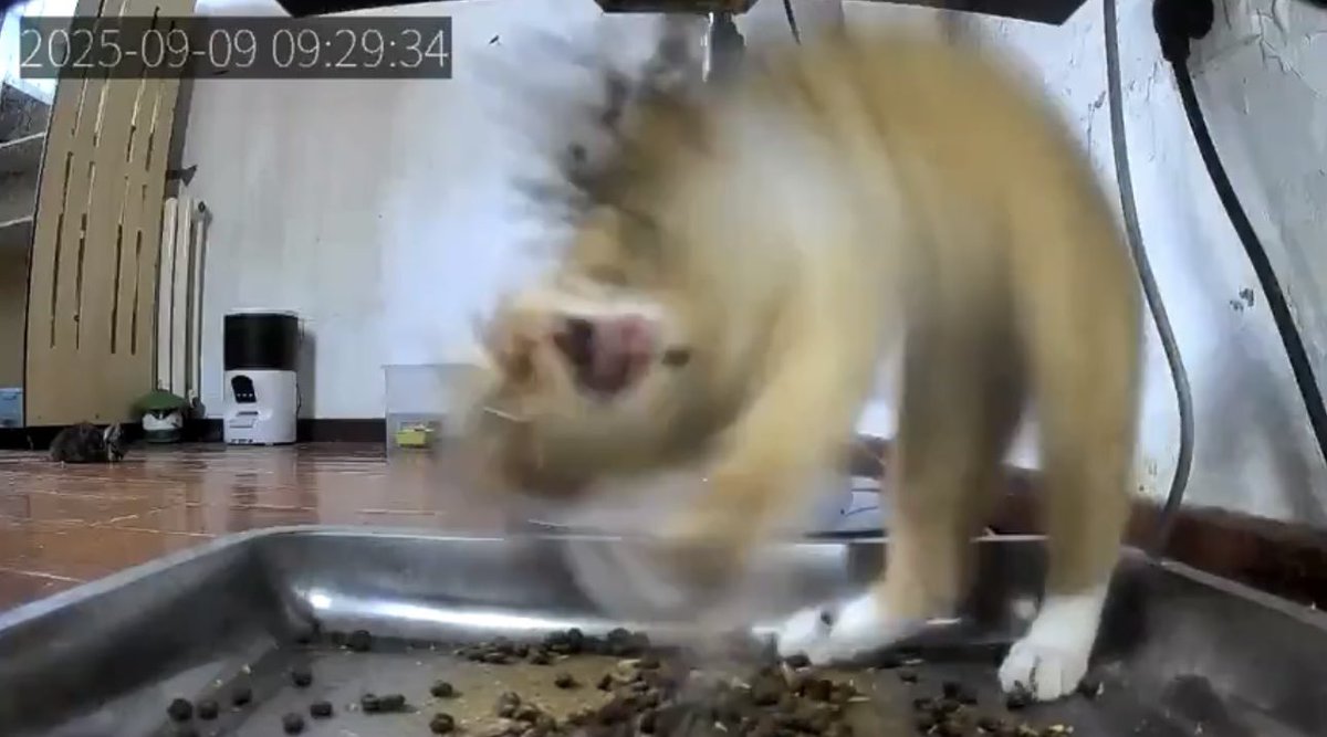 imeduardoleeray's tweet photo. @ShouldHaveCat 😭😭😭 https://t.co/T5u7ZHhEwI