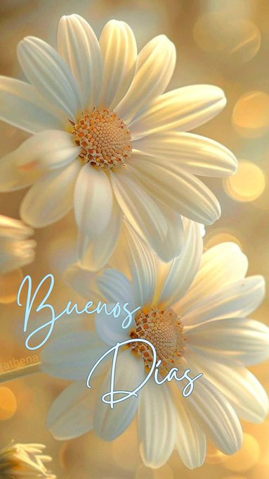 Two white daisies with yellow centers, their petals fully open. The background is softly blurred with warm, golden bokeh lights. The text "Buenos Dias" is overlaid in blue cursive writing.