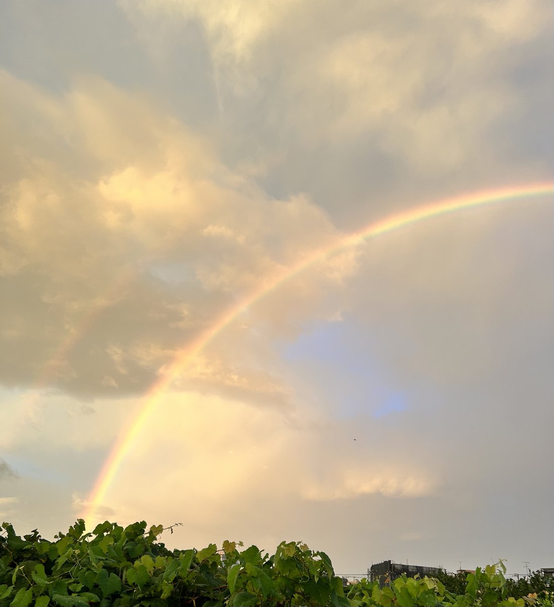 早朝の虹に騙された感の午後の雷雨(；_；)
ずぶ濡れや…