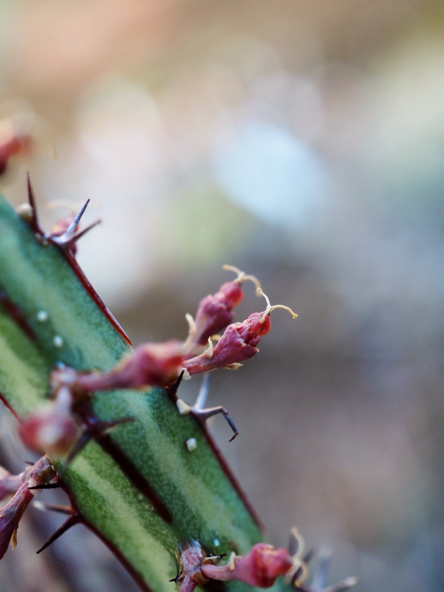 Euphorbia sp. Mwarandinda, Kenya
結実失敗……！萎びれて消える予感。

tenuispinosa var. tenuispinosa系でしょうがよくわかりません……。
#ユーフォルビア