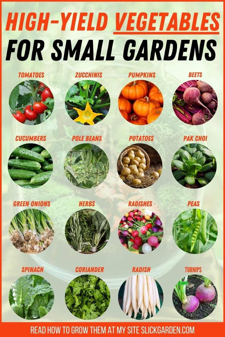 HealhGlyn's tweet image. #Edible