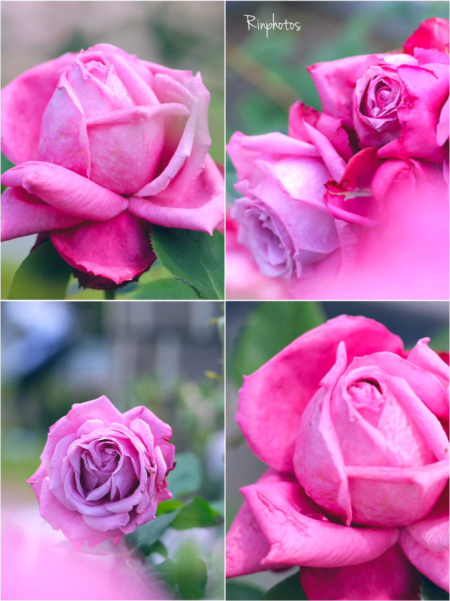 𖡼.𖤣𖥧𖡼.𓇥 ֒𖡼.𖤣𖥧

      薔薇🌹𓍯ོ

秋風そよぐ庭の隅
薔薇は静かに息づく
夏の熱を忘れ去り
淡く深い色をまとう

❁⃘*.ﾟ

        花言葉
   「しとやか」
🌸🍃ꔛꕤ

𖤣𖥧𖥣｡𖤣𖥧𖥣｡𖡼.𖤣𖥧𖡼.𖤣𖥧⚘