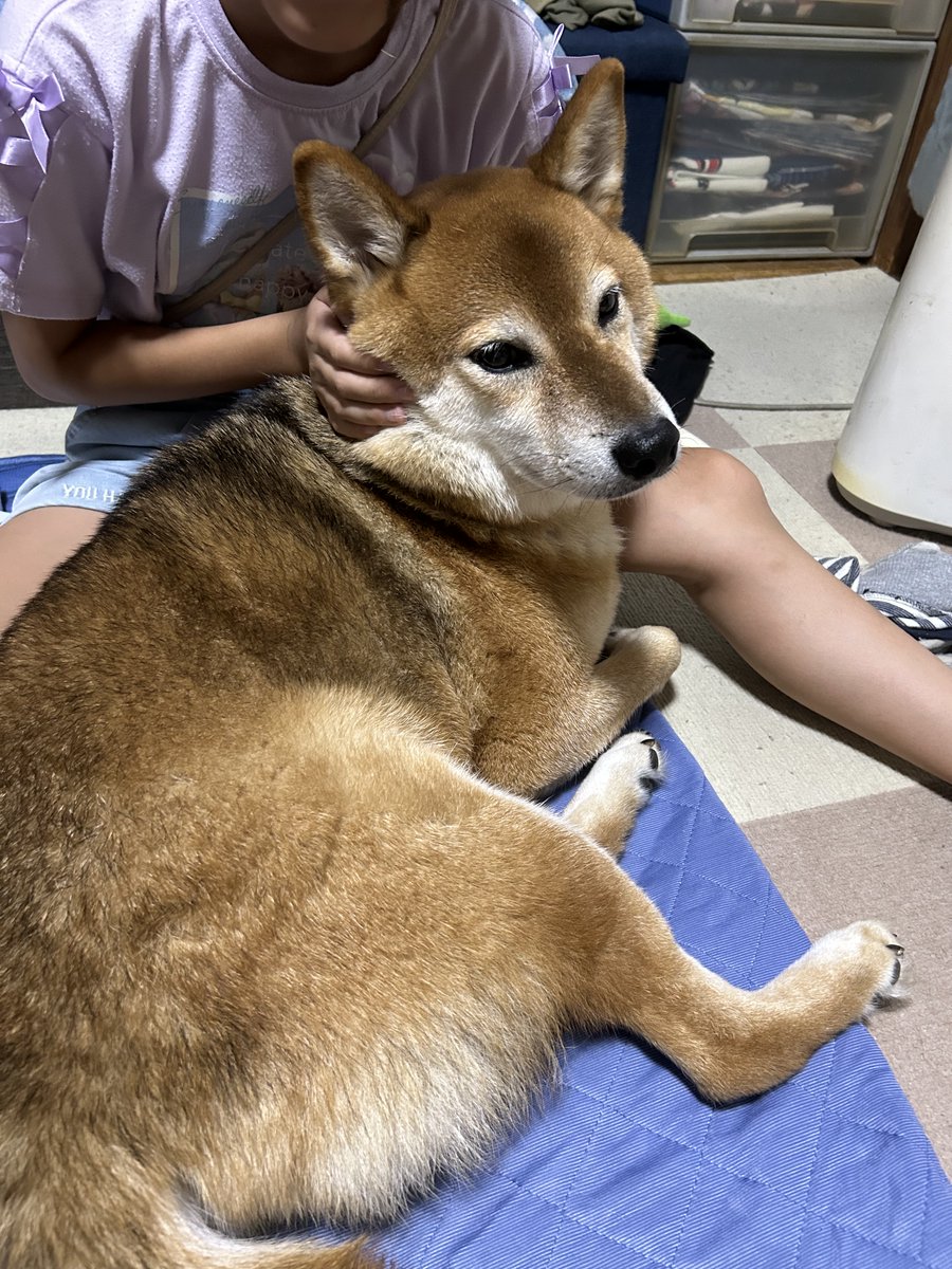 rukanodaibouken's tweet photo. 暫く投稿してなかったけど・・・
僕は元気にしてるよ～(#^^#)

今日は雷怖くて、姪っ子ちゃんの足の間に避難してるの。

#柴犬 #ルカの大冒険 https://t.co/HaT23d2ldO