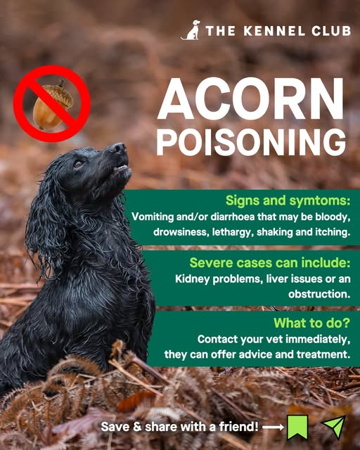Did you know that acorns (and the entire Oak tree) is poisonous to dogs? Here’s the signs &amp; symptoms of acorn poisoning in dogs.
Please share to raise awareness! 
Find out more: thekennelclub.org.uk/acorns
<a href="/TherapetC/">@Therapet-CCST</a> <a href="/CanineConcern/">CanineConcernTrust</a> 
therapet.org.uk