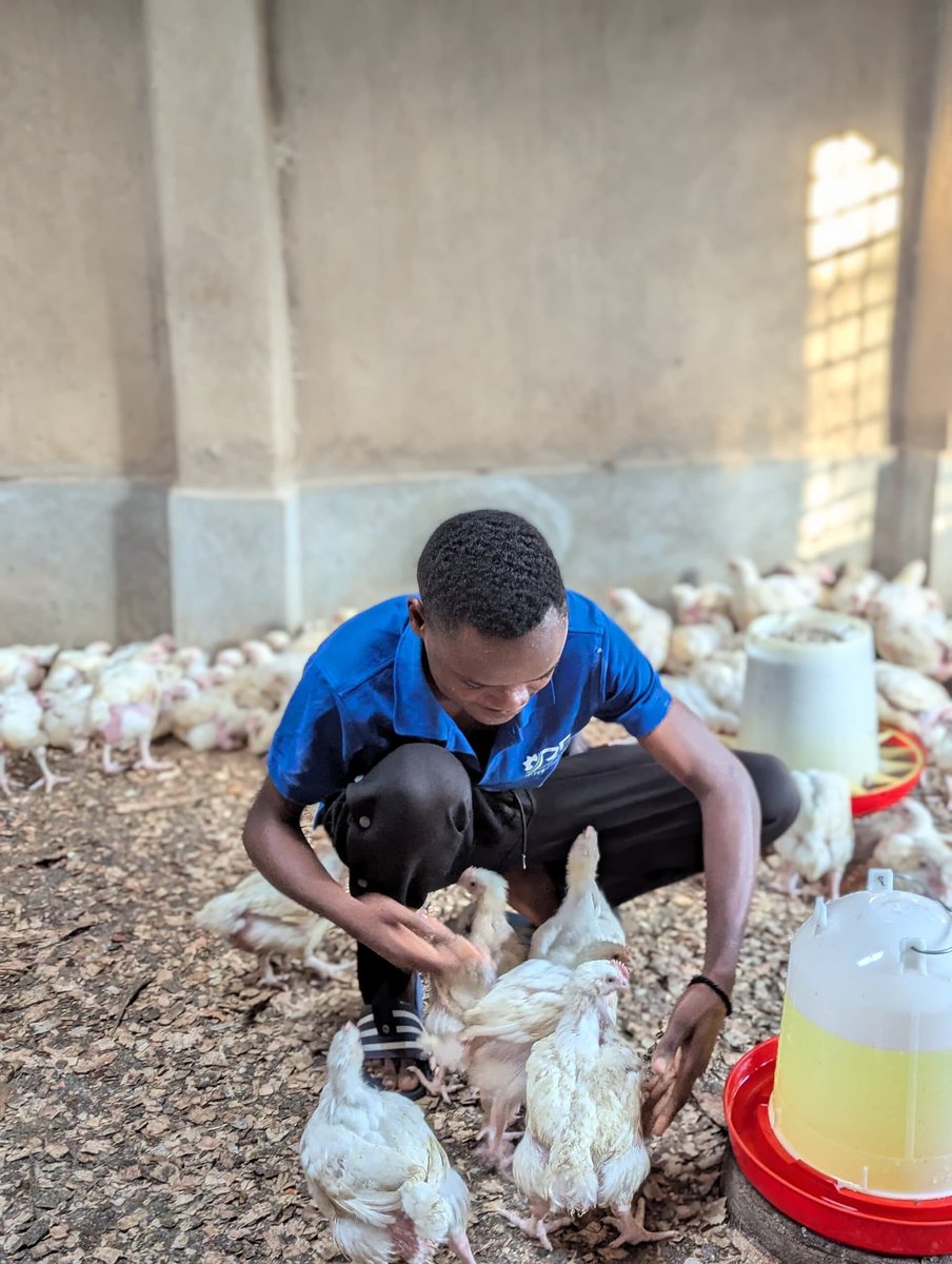 CedMunezero's tweet image. Do you plan to join poultry farming if you get the opportunity?

Like, retweet, and leave a comment; let's see how many of us are interested.
Soon, I will provide with you a guidance on how you can make it a successful project.