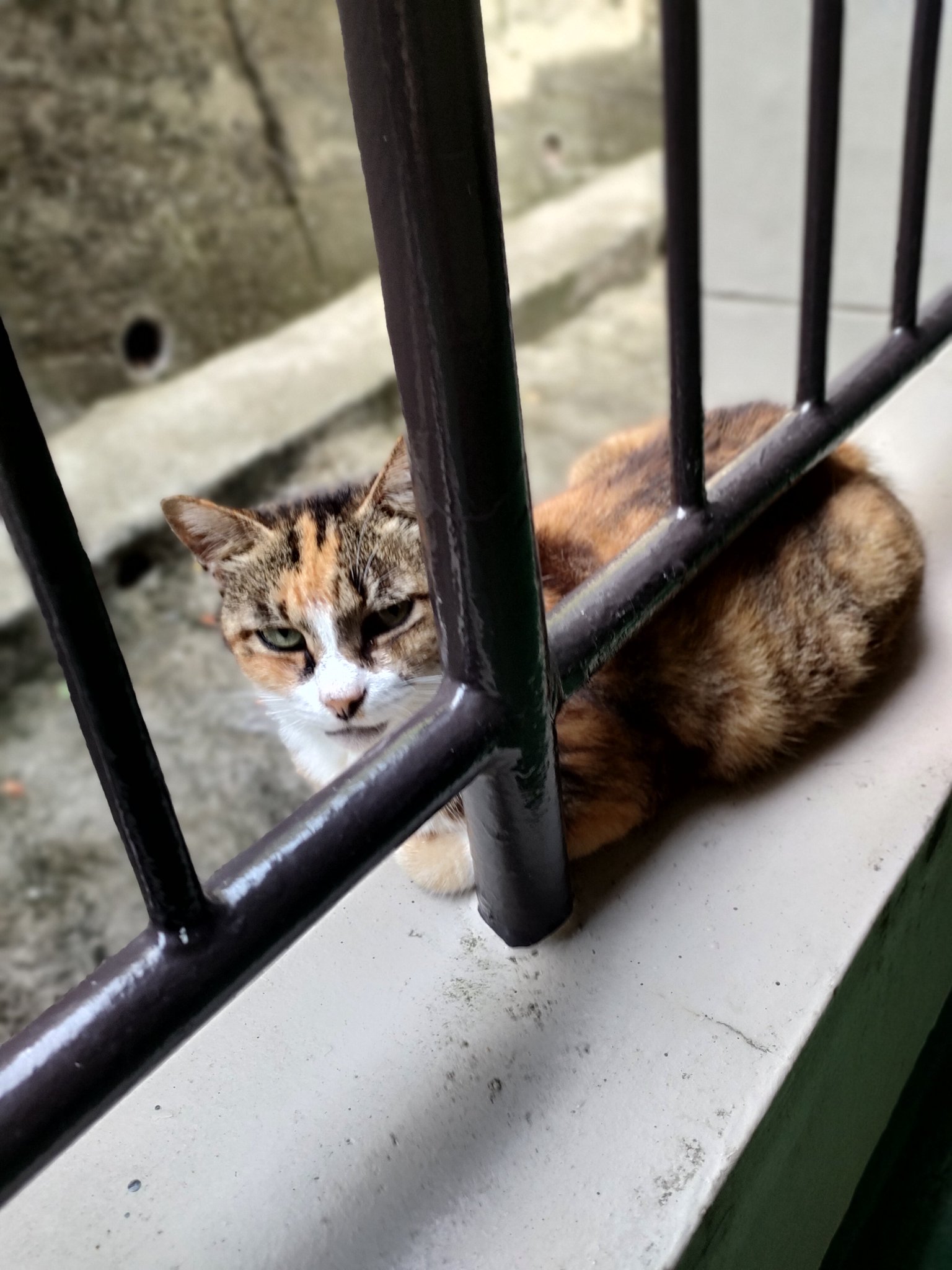 ♡三毛猫♡さん専用 すわっちぃZooにゃんこ 三毛猫 | 株式会社リード