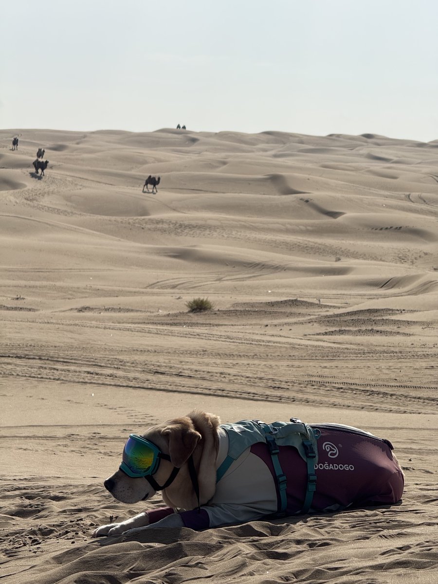 dogadogo2023's tweet image. From city walks to desert dunes 🌵🐾 — our DGDG outdoor jackets keep every adventure safe, comfy &amp;amp; stylish.

#DGDG #PetAdventure #DogJacket #OutdoorPets #DesertVibes