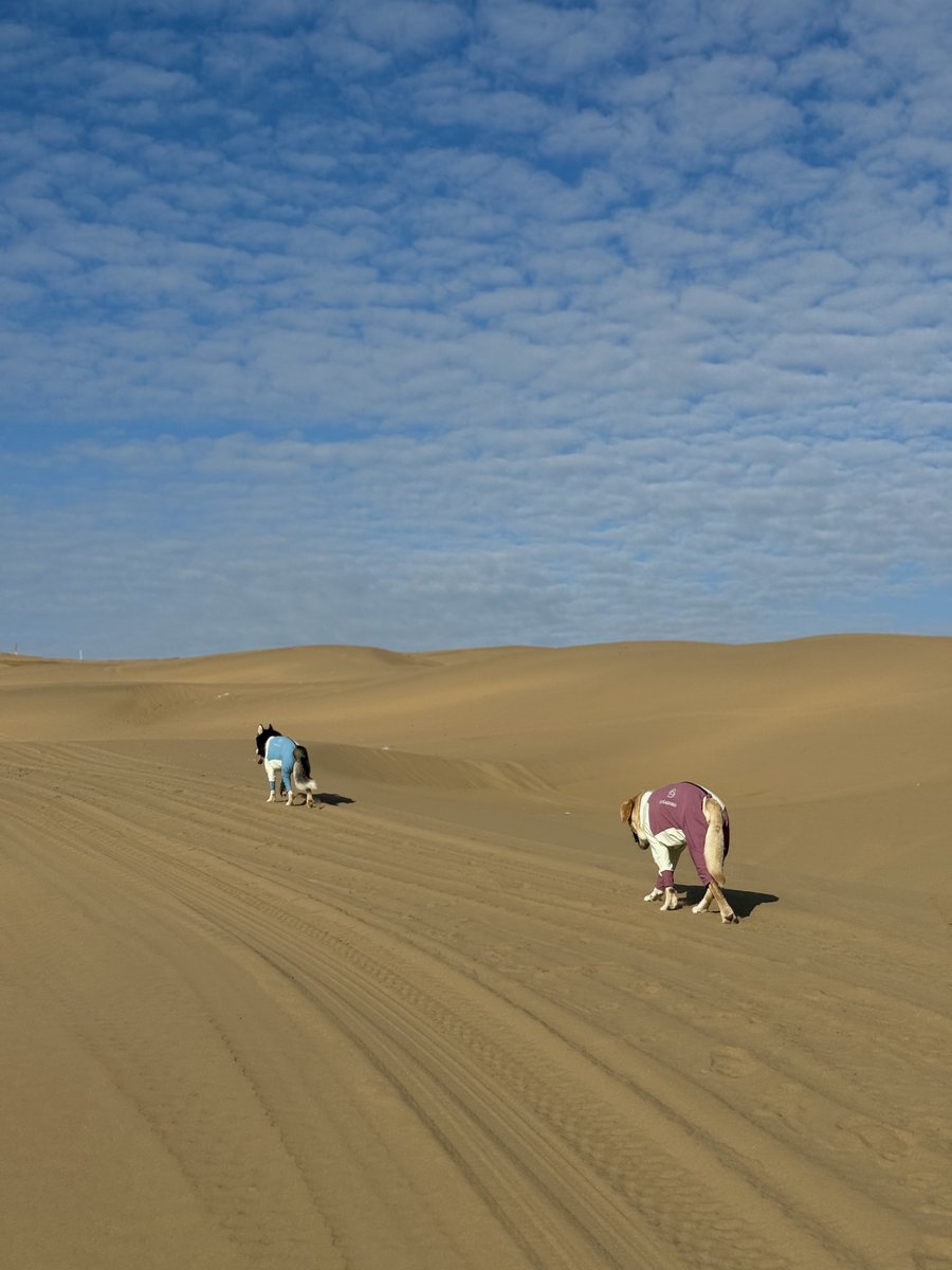 dogadogo2023's tweet image. From city walks to desert dunes 🌵🐾 — our DGDG outdoor jackets keep every adventure safe, comfy &amp;amp; stylish.

#DGDG #PetAdventure #DogJacket #OutdoorPets #DesertVibes