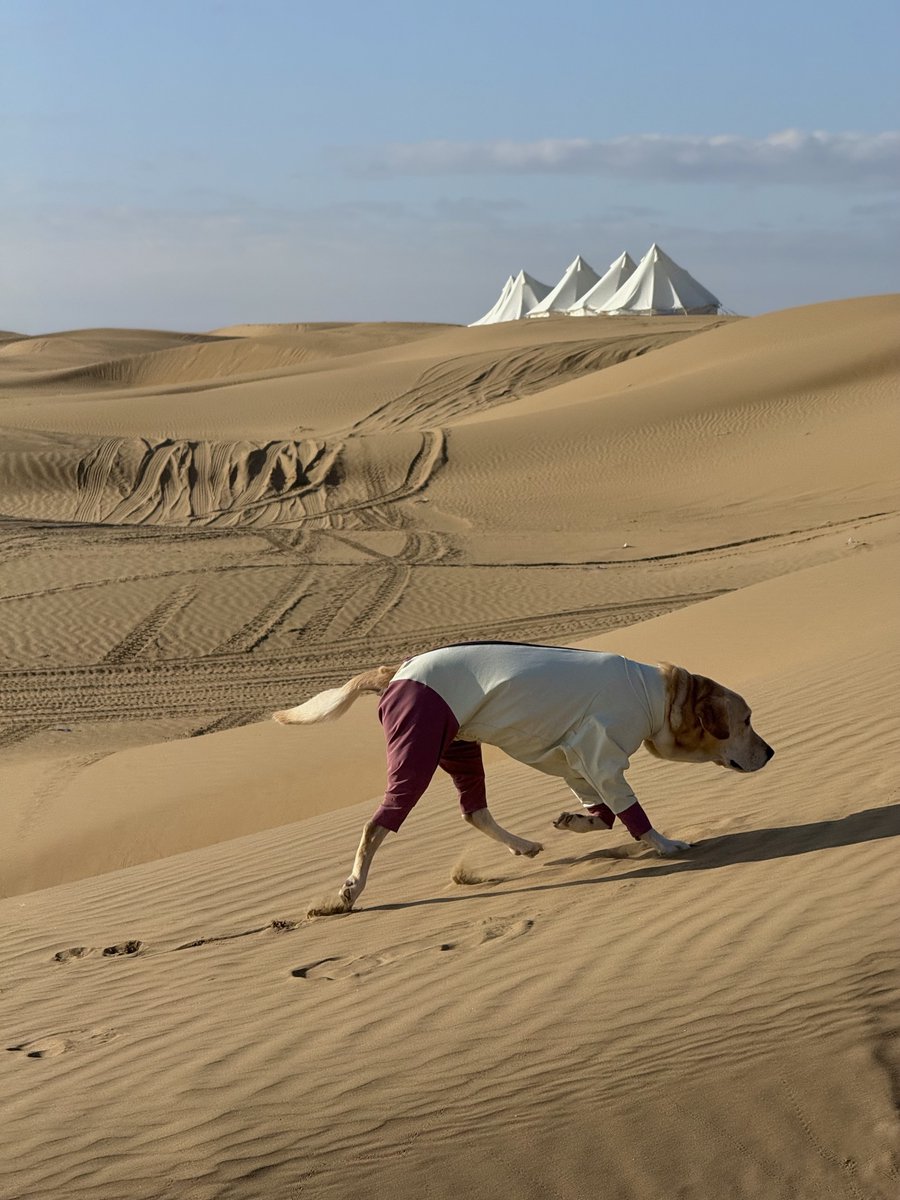 dogadogo2023's tweet image. From city walks to desert dunes 🌵🐾 — our DGDG outdoor jackets keep every adventure safe, comfy &amp;amp; stylish.

#DGDG #PetAdventure #DogJacket #OutdoorPets #DesertVibes