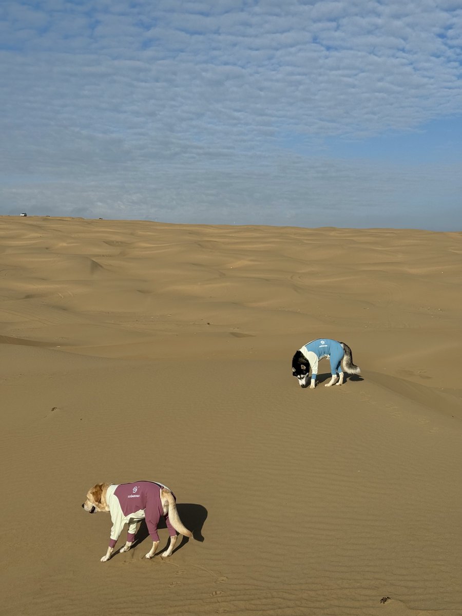 dogadogo2023's tweet image. From city walks to desert dunes 🌵🐾 — our DGDG outdoor jackets keep every adventure safe, comfy &amp;amp; stylish.

#DGDG #PetAdventure #DogJacket #OutdoorPets #DesertVibes