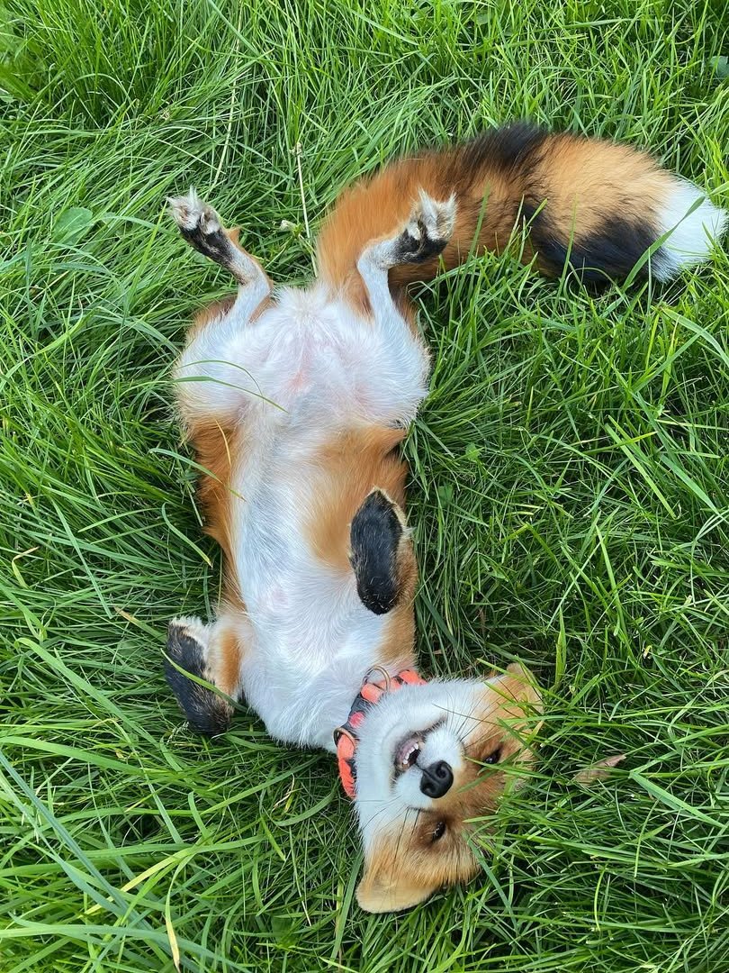 TheFoxLife's tweet photo. https://t.co/UVNK7WwAgI