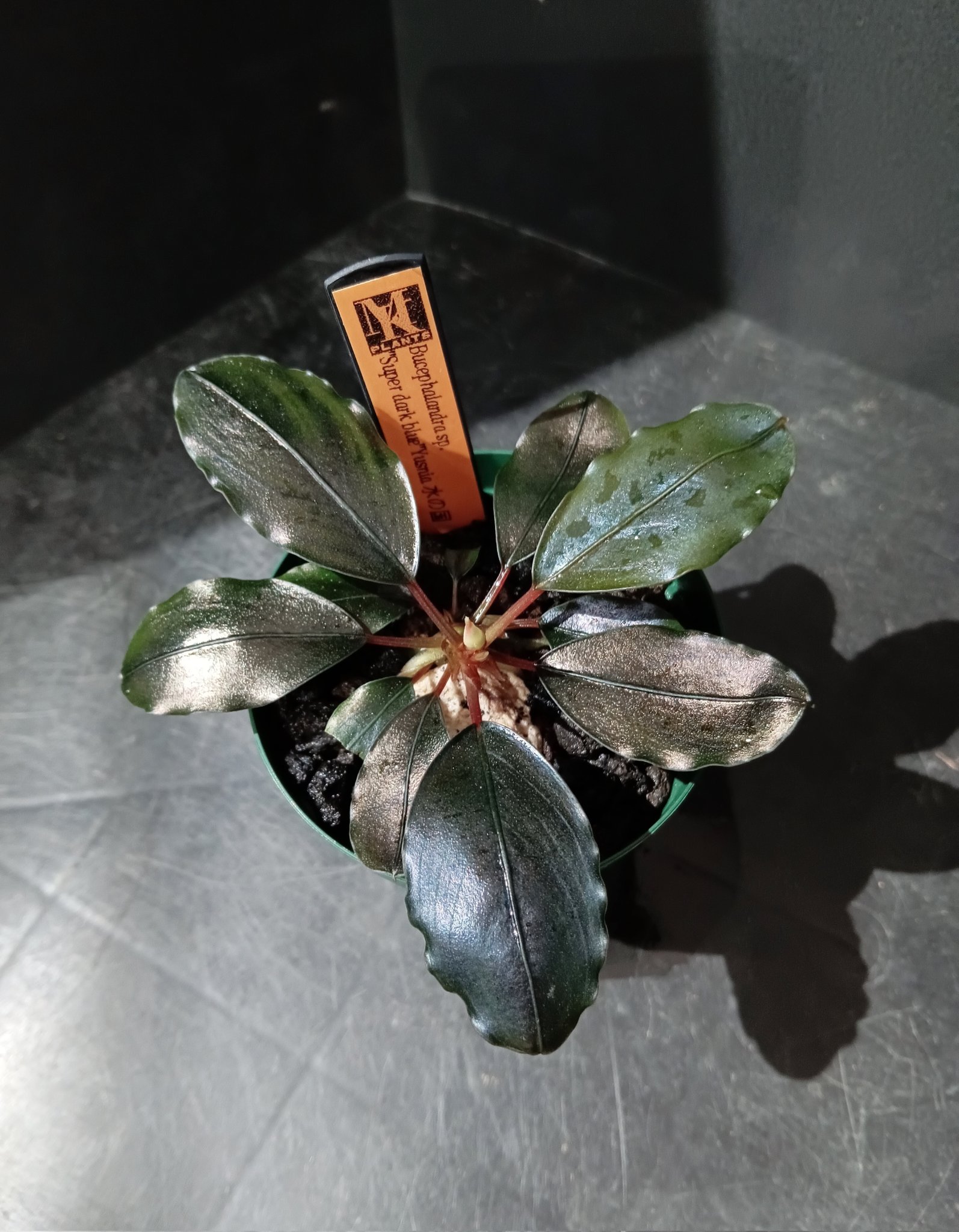 水草 Bucephalandra sp. \"Super dark blue\" Bucephalandra sp. 