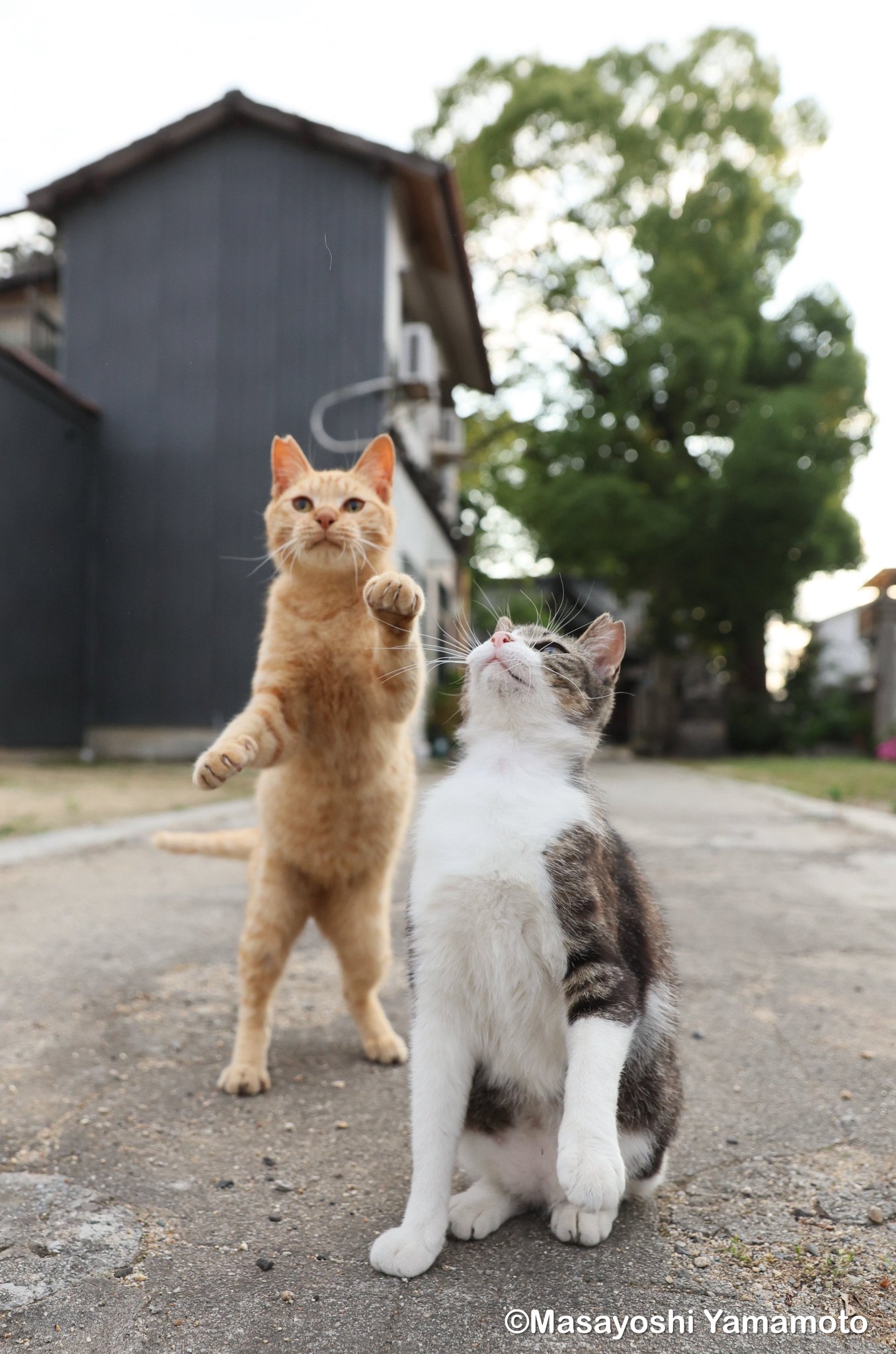 ねこ ︎山本 正義 (Masayoshi Yamamoto)立ち猫®︎ on X: 