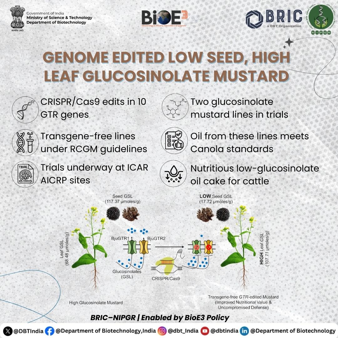 Better Oil, Stronger Plants, Healthier Cattle 🌱🛡️🐄

Introducing Genome-Edited Mustard by <a href="/NIPGRsocial/">BRIC-NIPGR</a> - developed using CRISPR/Cas9 to balance nutrition, defense, and farmer value.

It features low-seed glucosinolate for Canola-quality oil, while high leaf glucosinolate ensures