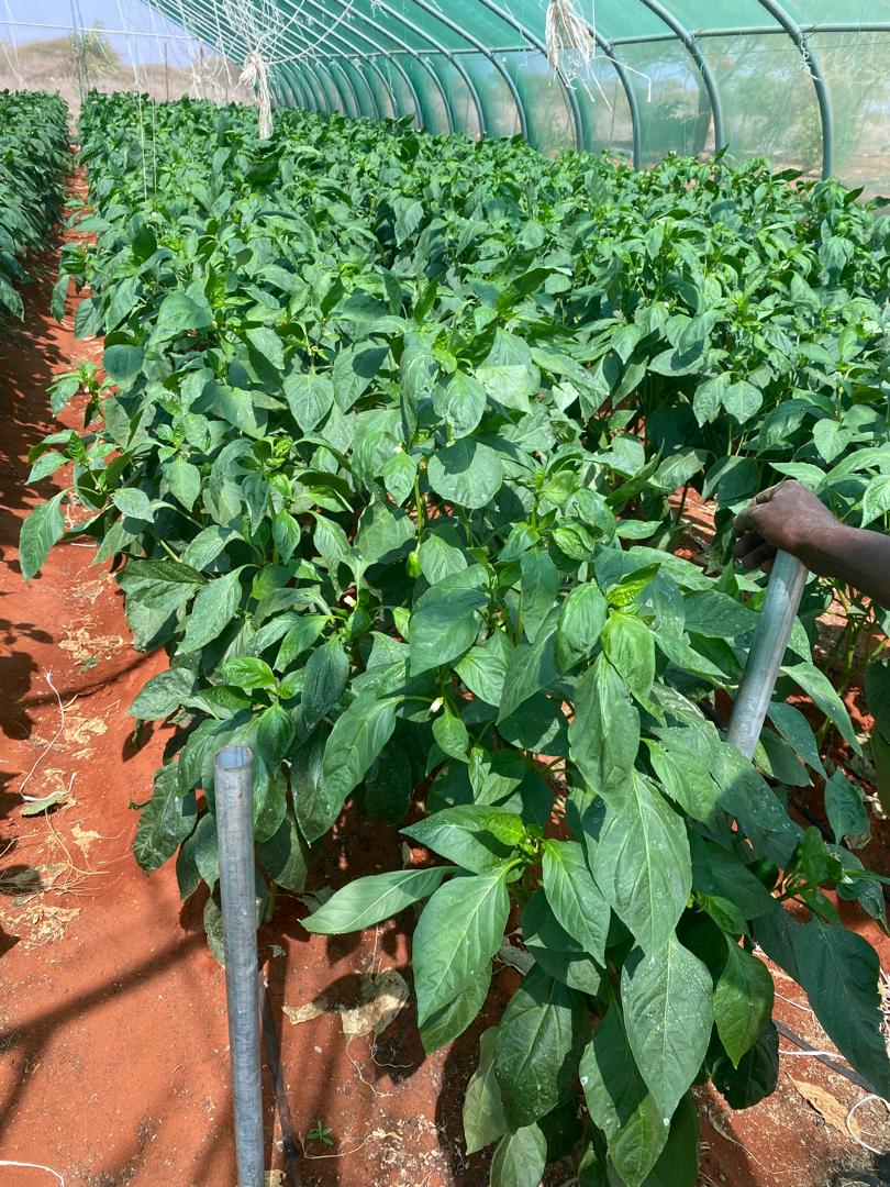 SDCSOM's tweet image. In #Galdogob, the #JRP greenhouses show how agri-tech + farmer dedication drive results. With GAP training, M&amp;amp;E to curb diseases, and climate-suited capsicum seeds from our agronomists’ research — yields are thriving, boosting food security in Somalia. 
#JRP2 #SDC #WFPSomalia