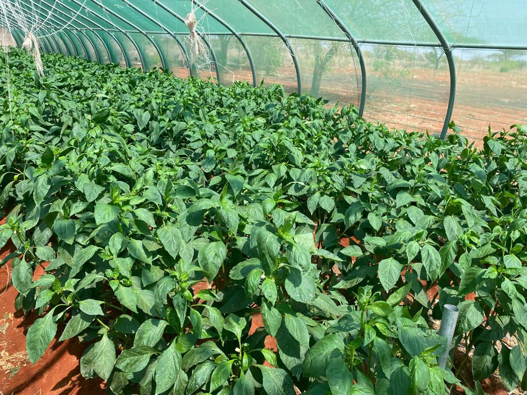 SDCSOM's tweet image. In #Galdogob, the #JRP greenhouses show how agri-tech + farmer dedication drive results. With GAP training, M&amp;amp;E to curb diseases, and climate-suited capsicum seeds from our agronomists’ research — yields are thriving, boosting food security in Somalia. 
#JRP2 #SDC #WFPSomalia