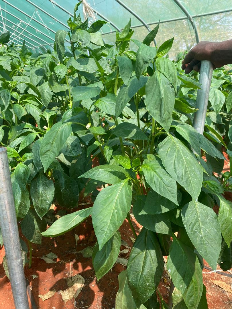 SDCSOM's tweet image. In #Galdogob, the #JRP greenhouses show how agri-tech + farmer dedication drive results. With GAP training, M&amp;amp;E to curb diseases, and climate-suited capsicum seeds from our agronomists’ research — yields are thriving, boosting food security in Somalia. 
#JRP2 #SDC #WFPSomalia