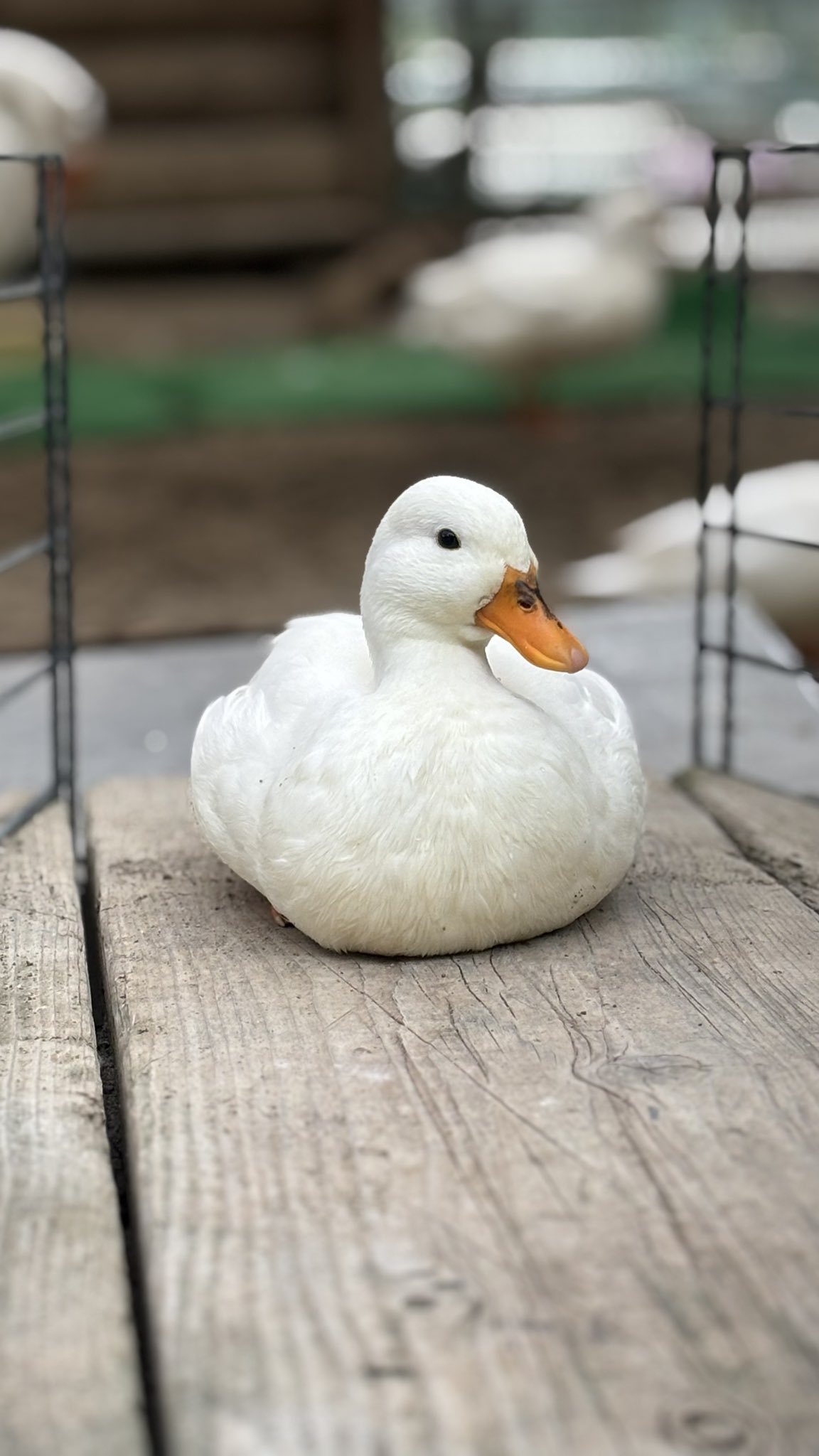 ★送料無料 10kg【アヒル・コールダック用飼料・ペレット】MS 2025年最新】Yahoo!オークション -コールダック 餌の中古品