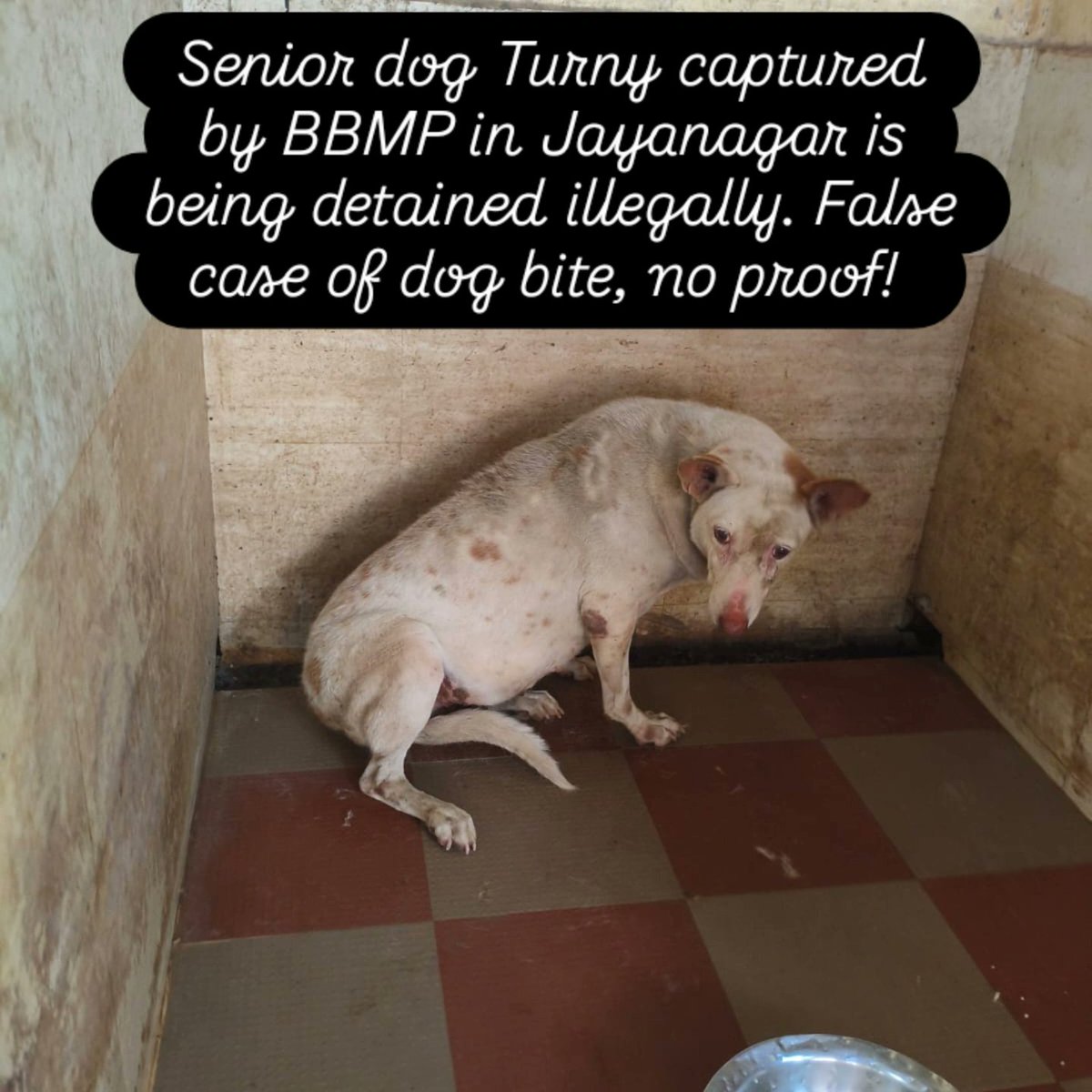 Shame on South Zone AD, @BBMPCOMM , <a href="/BBMP_AHD/">Bbmp.animalhusbandry</a> <a href="/GBASplHealth/">Suralkar Vikas Kishor, IAS</a> , Sarvodaya ABC NGO, Mr Manjunath at Centre!! Gross violation of rules! Animal cruelty! Release the senior doggy immediately! No compassion or concern! Caregivers have to be more proactive!