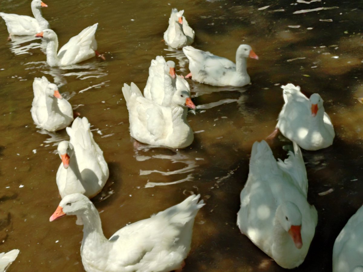 djokawari's tweet image. 