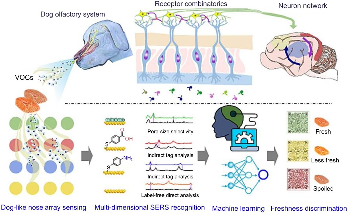 FoodAdvance1's tweet image. #FMR #powerfultool #safety #benefits
SERS is a powerful tool for analyzing trace substances in food. It&apos;s great for meat safety and quality checks. Future SERS tech will be even better! 🔬🥩
@MaximumAcademic @FoodEng
Details: maxapress.com/article/doi/10…