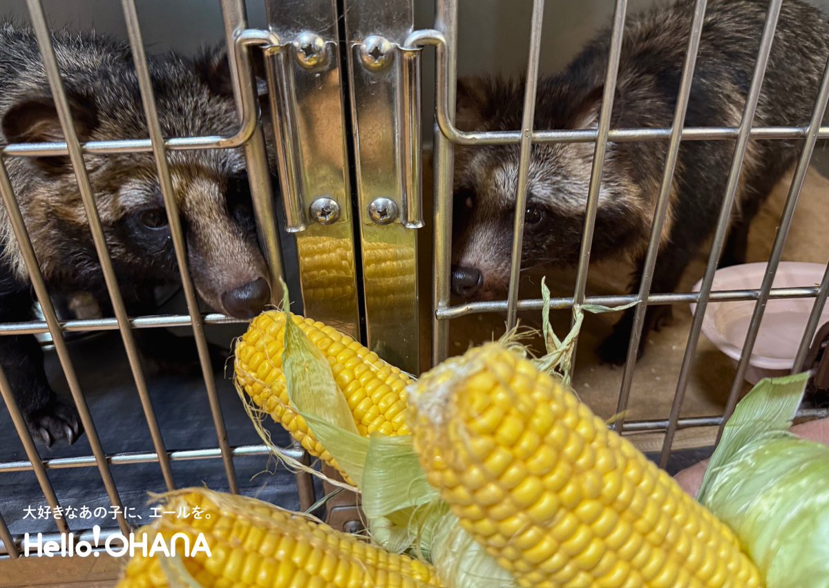 動物たちの応援サイト｜Hello!OHANA（ハローオハナ