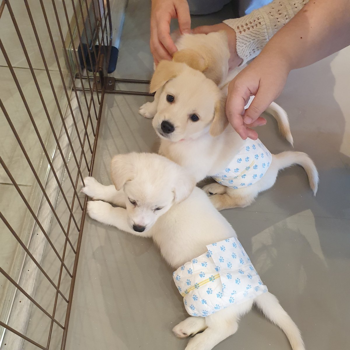 트친님들 강아냄새 맡으세요