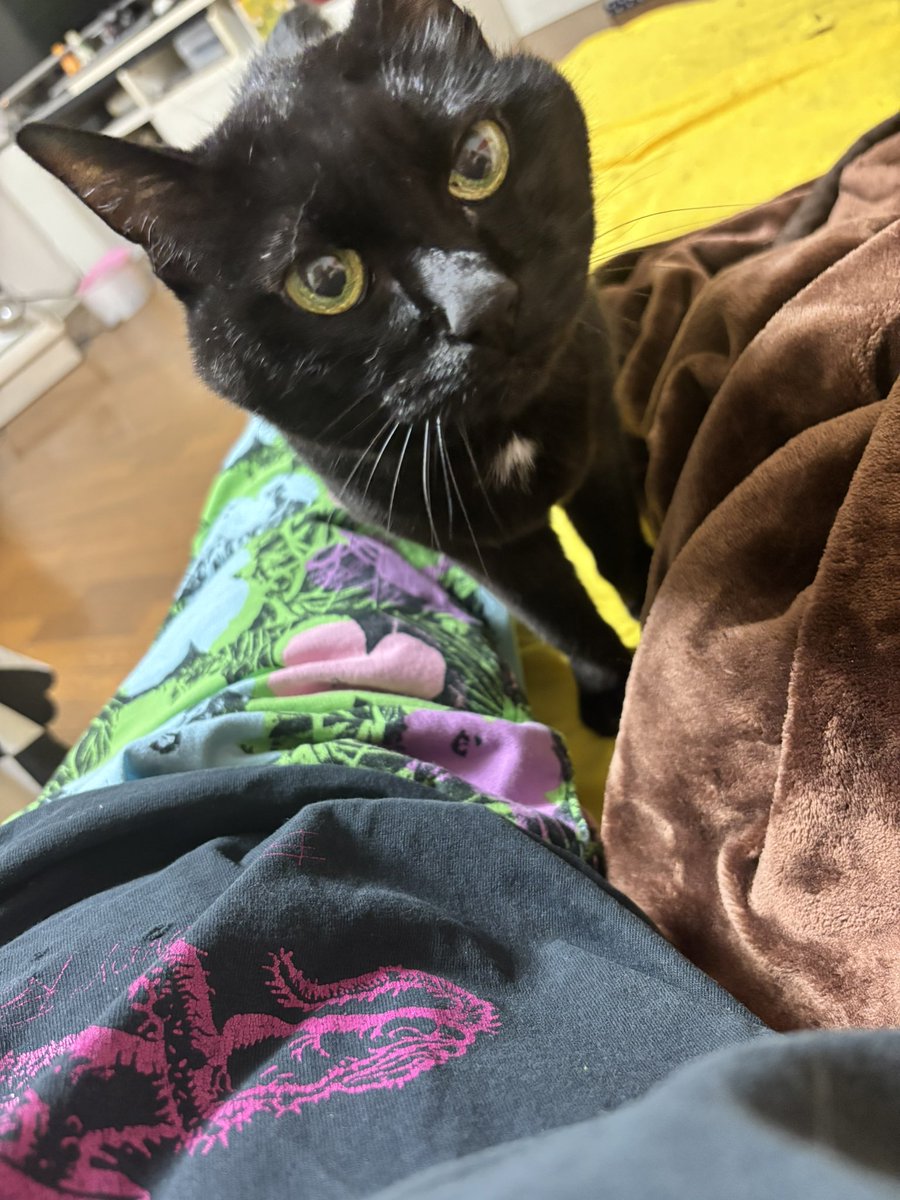 きょんちゃん@Blockbusters (@sidcatvivikyon) / Posts / X