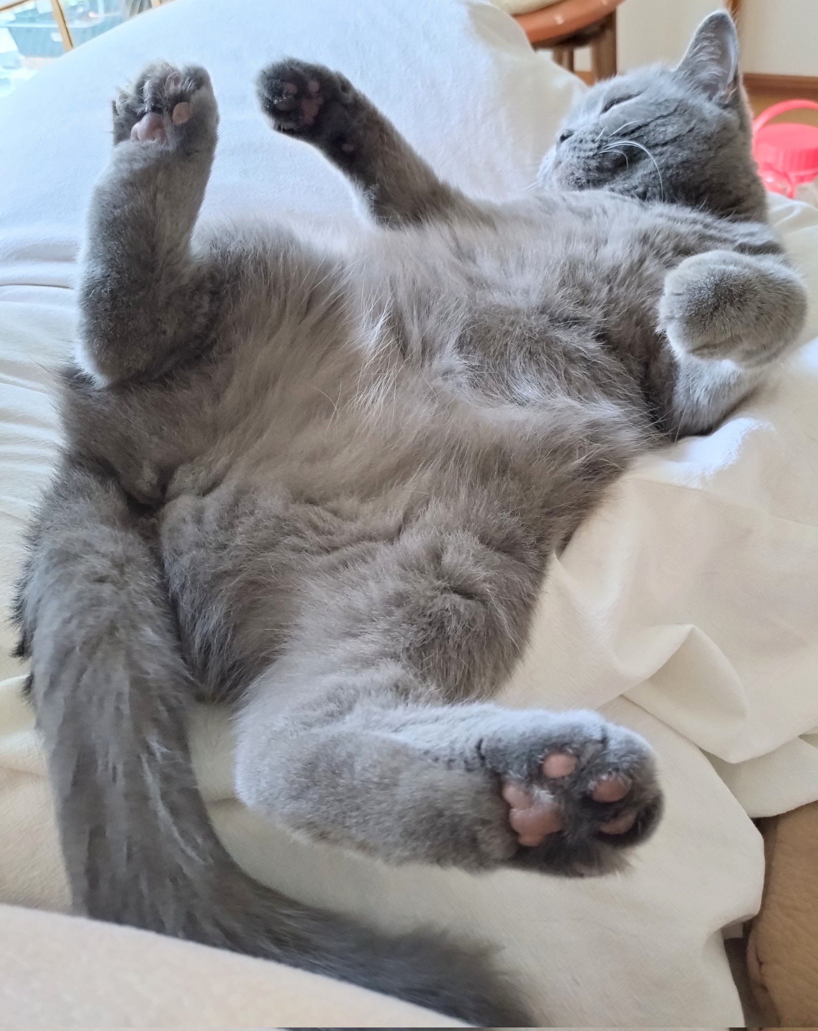 やせねこ様 猫ホイホイ📦 たまに金太飛び出してるwww #ねこ #猫
