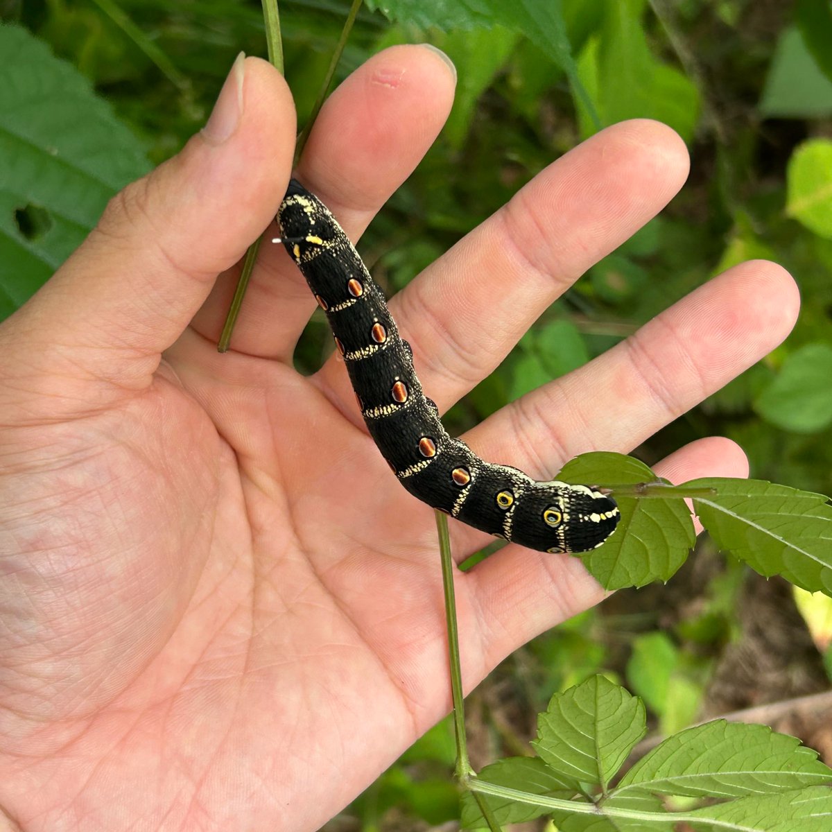 昆虫ドームでセスジスズメの幼虫を発見しました！
地面に大きな幼虫のうんちがあれば近くにいるかもしれません

#足立区生物園 ＃昆虫ドーム ＃セスジスズメ ＃幼虫