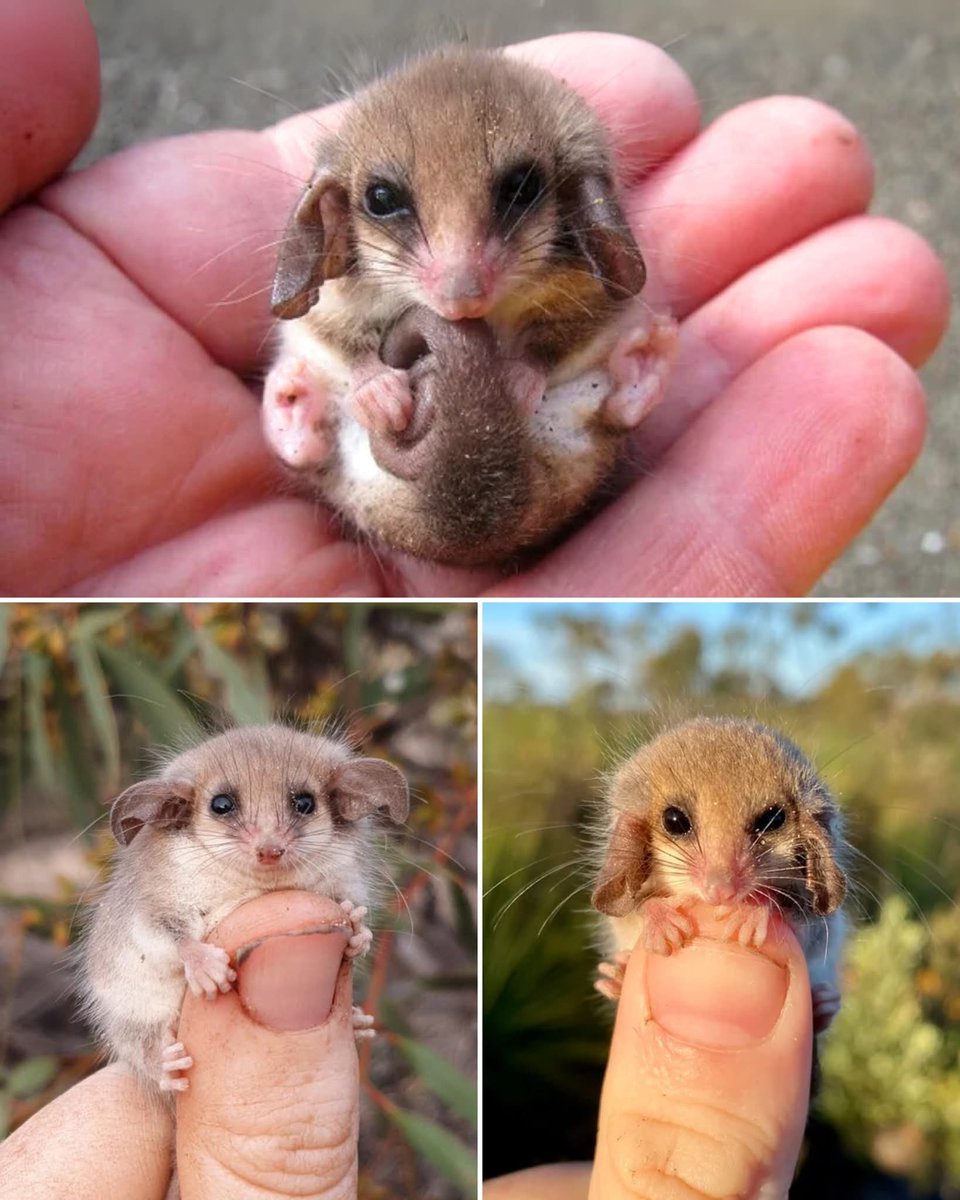 sachin_lah7735's tweet image. OMG!  Tiny possums 🥺  These little cuties are practically the size of my thumb!  #possum #adorable #tinyanimals