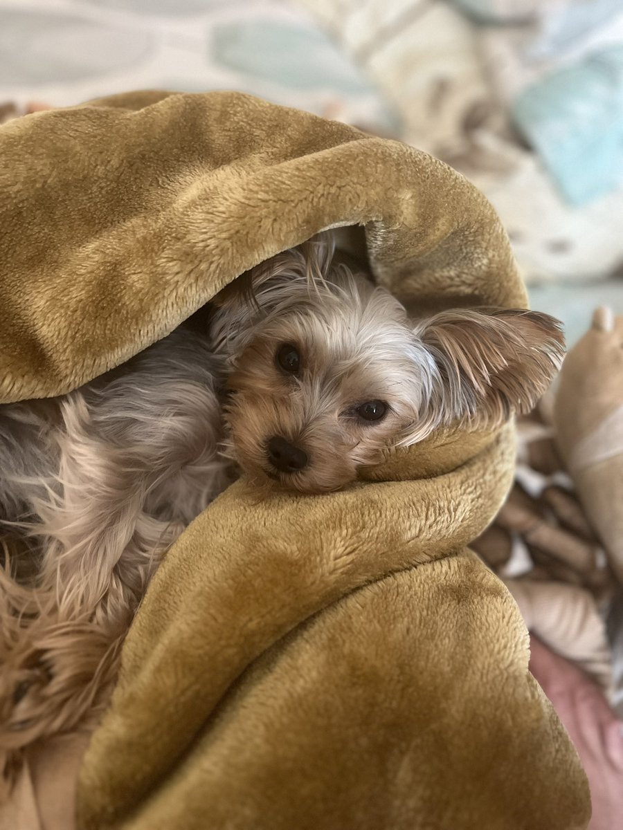 по контуру карася tweet media