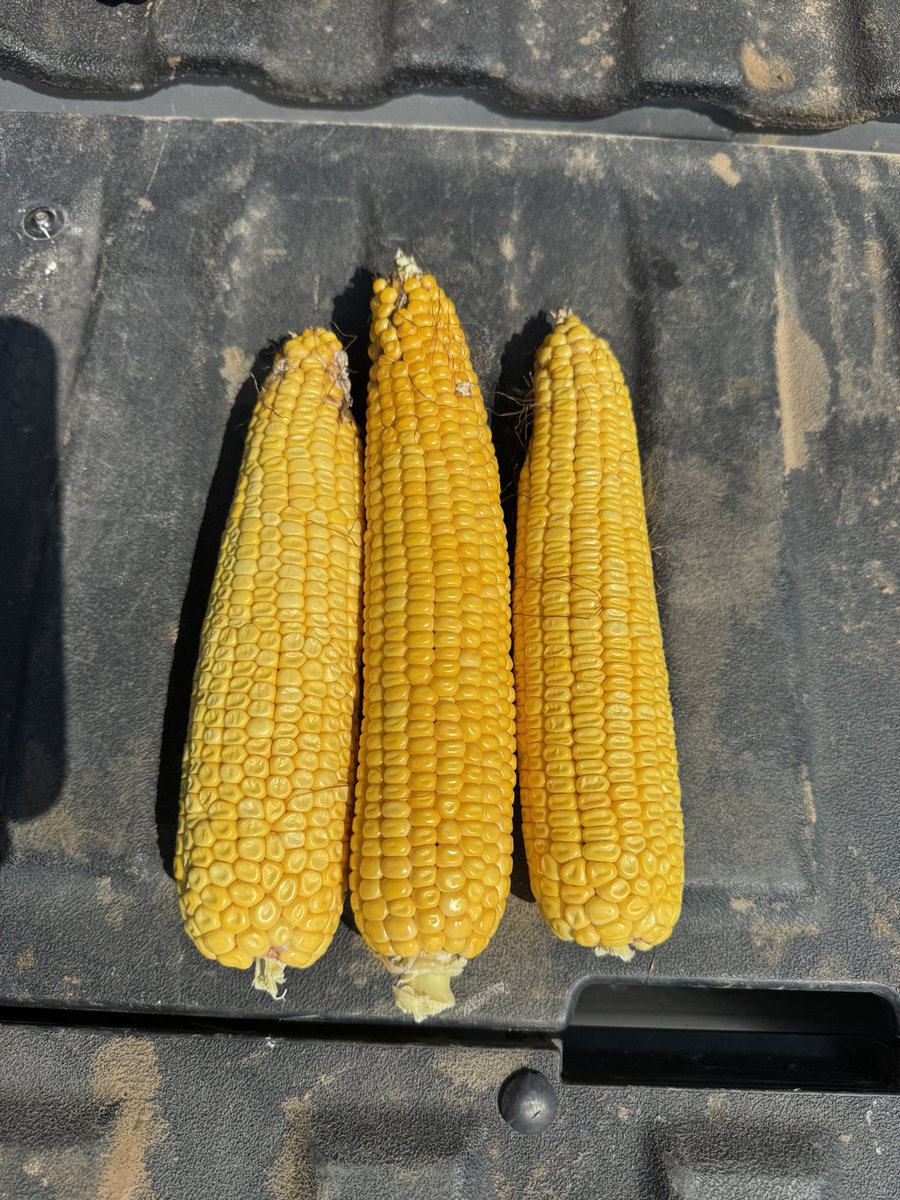 Harvest time 🚜😊