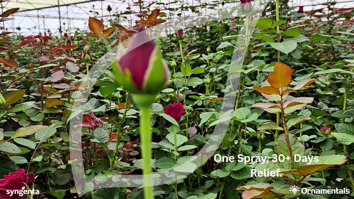 Greenhouses deserve peace of mind. 
Arima delivers 30+ days of spider mite control so growers can focus on yield, not pests. 
#SpidermiteProtection #EveryFlowerCounts