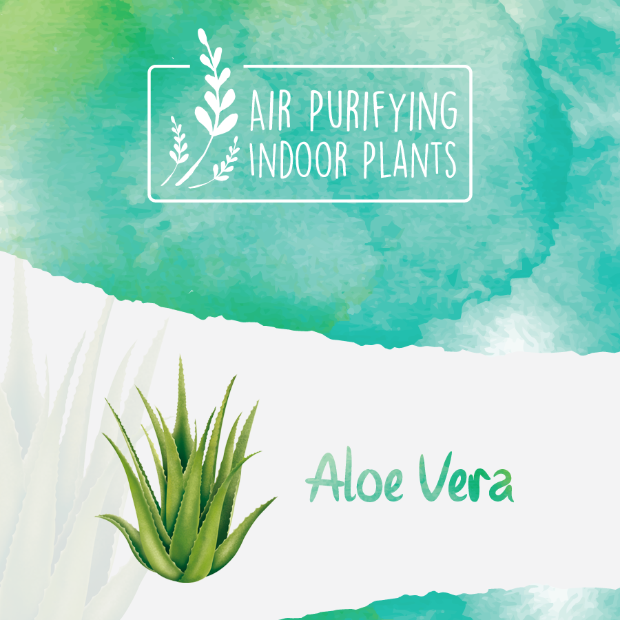 Aloe is a desert succulent.   In addition to helping to purify the air, the gel helps with digestion and has anti-inflammatory properties.  #healthyplants