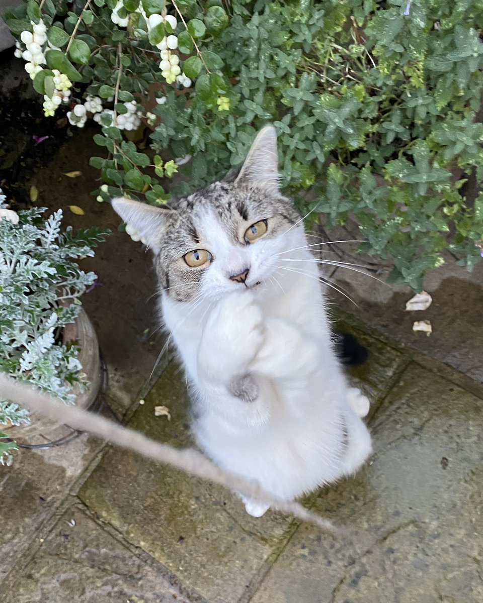 白田あや tweet media