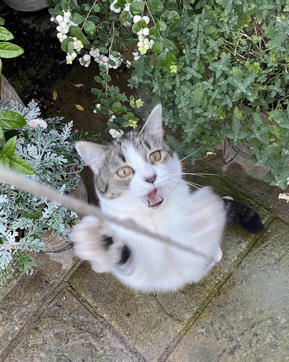 白田あや tweet media